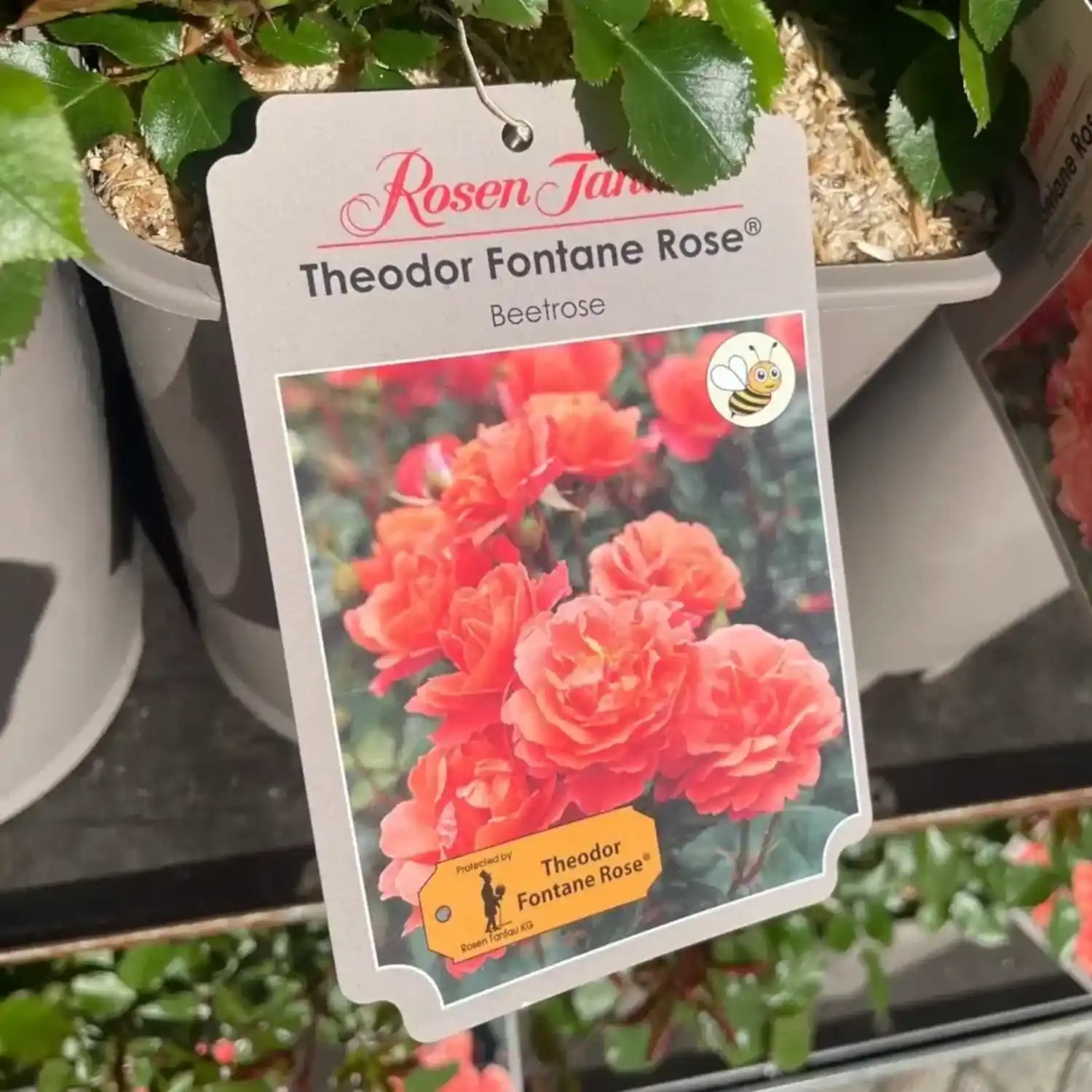 neuruppin-fontane-rose-container-6l-02