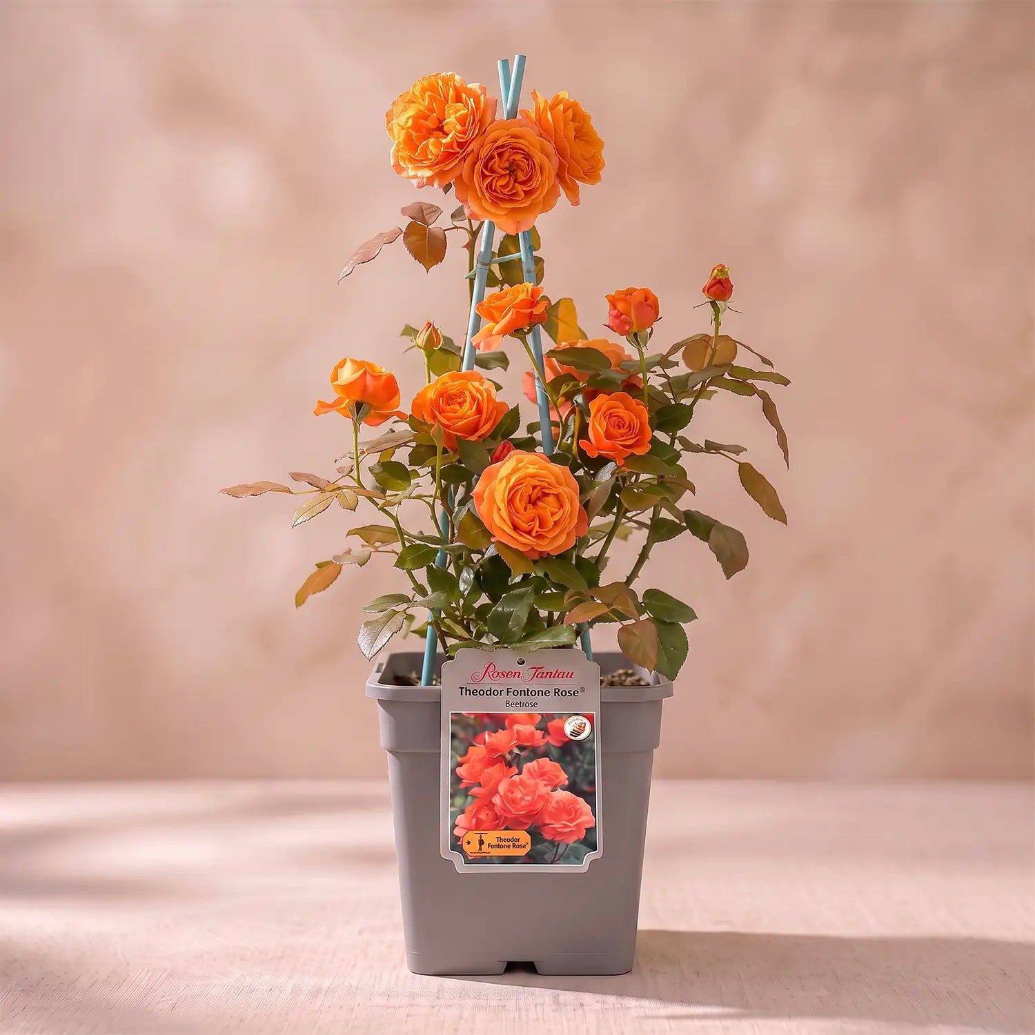 neuruppin-fontane-rose-container-6l-04