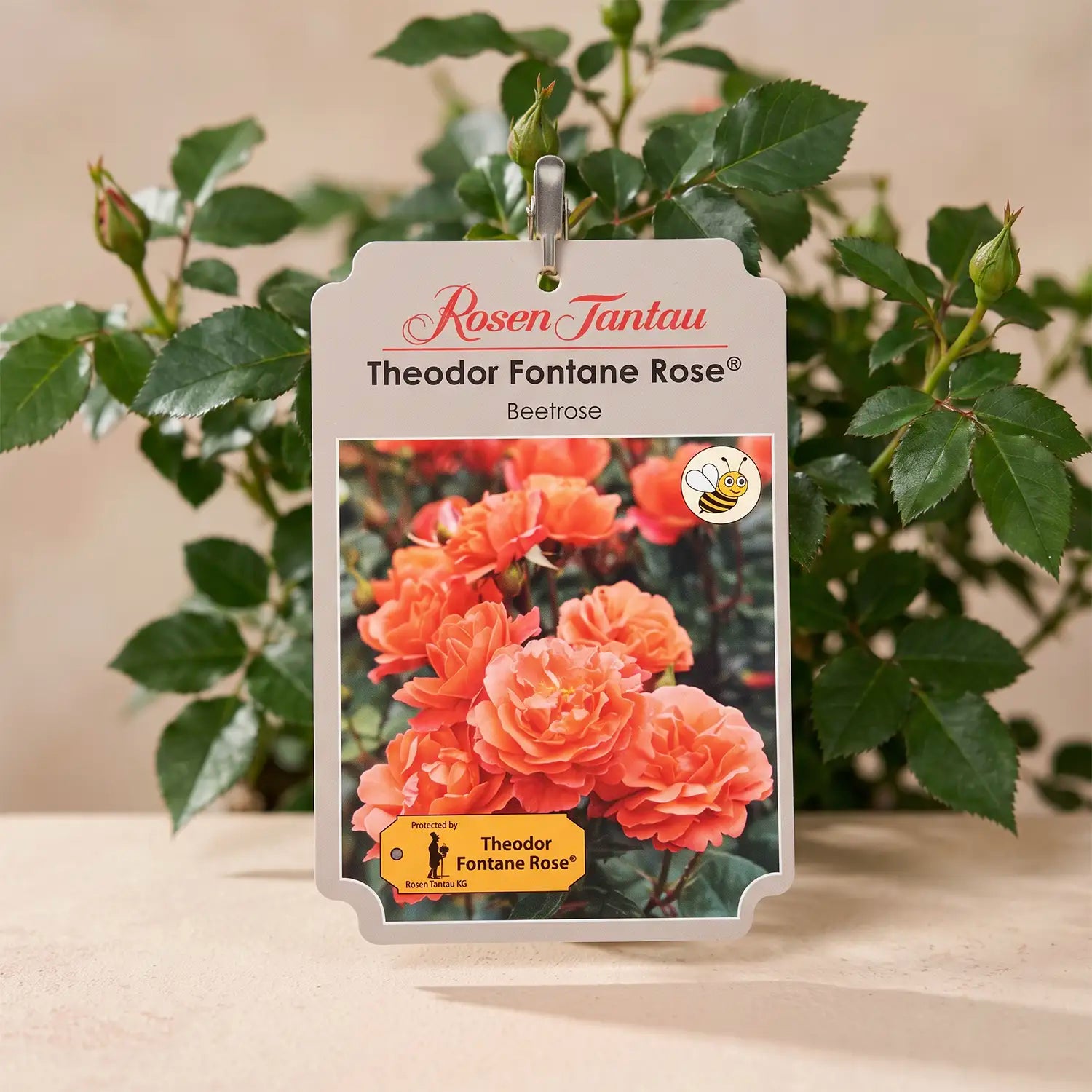 neuruppin-fontane-rose-container-6l-05
