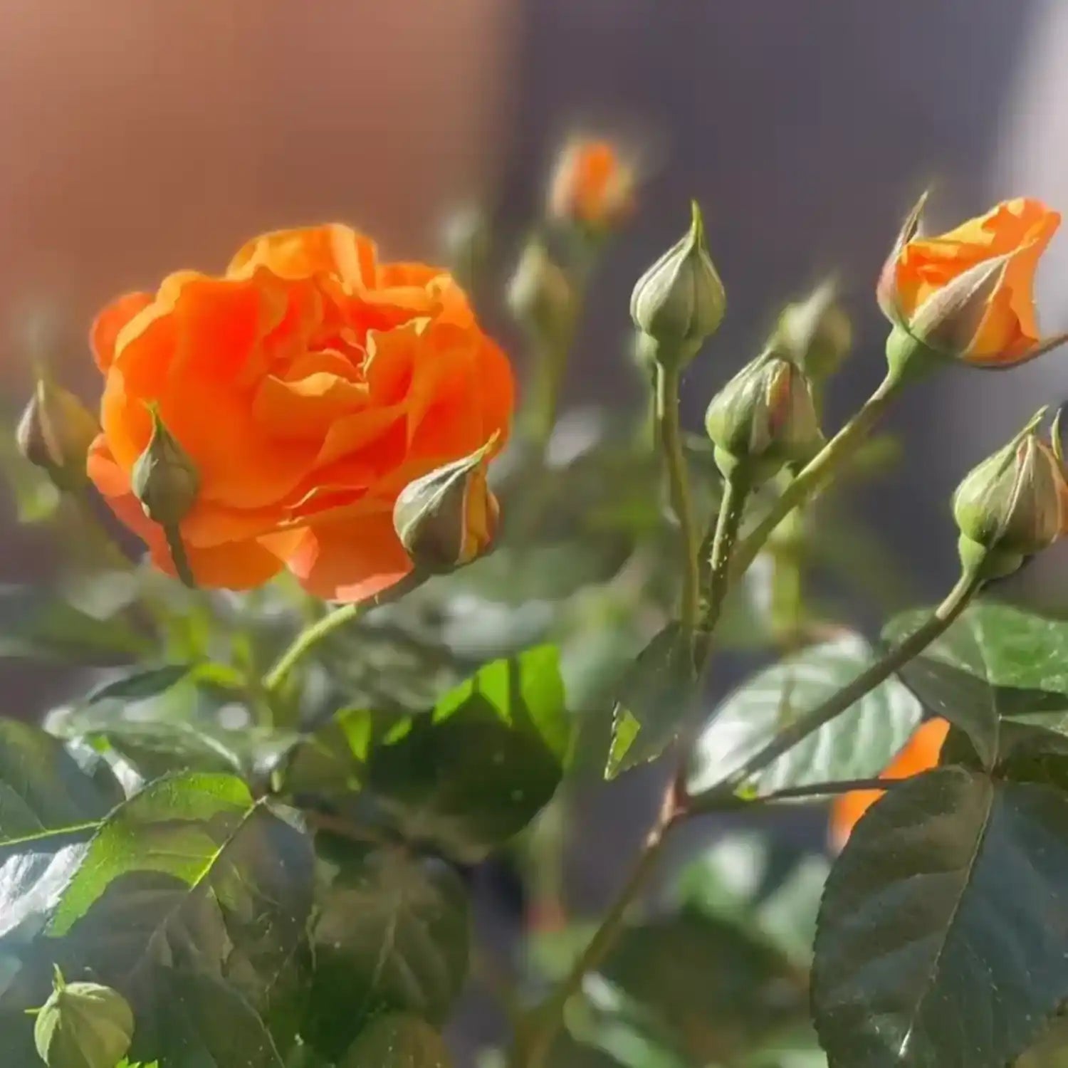neuruppin-fontane-rose-hochstaemmchen-01