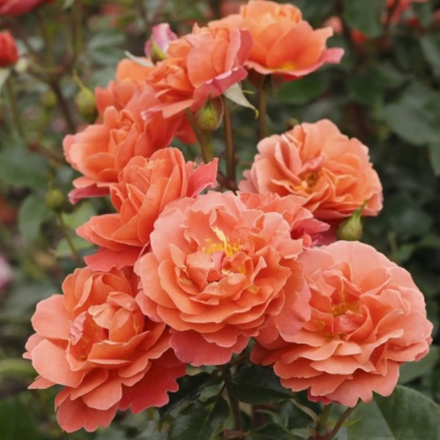 neuruppin-fontane-rose-hochstaemmchen-02