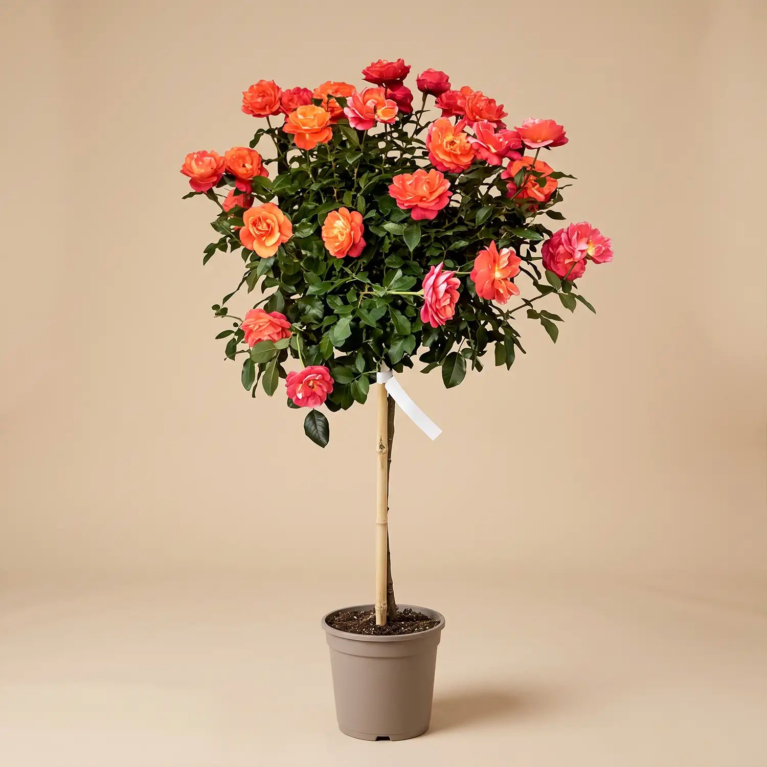 neuruppin-fontane-rose-hochstaemmchen-05