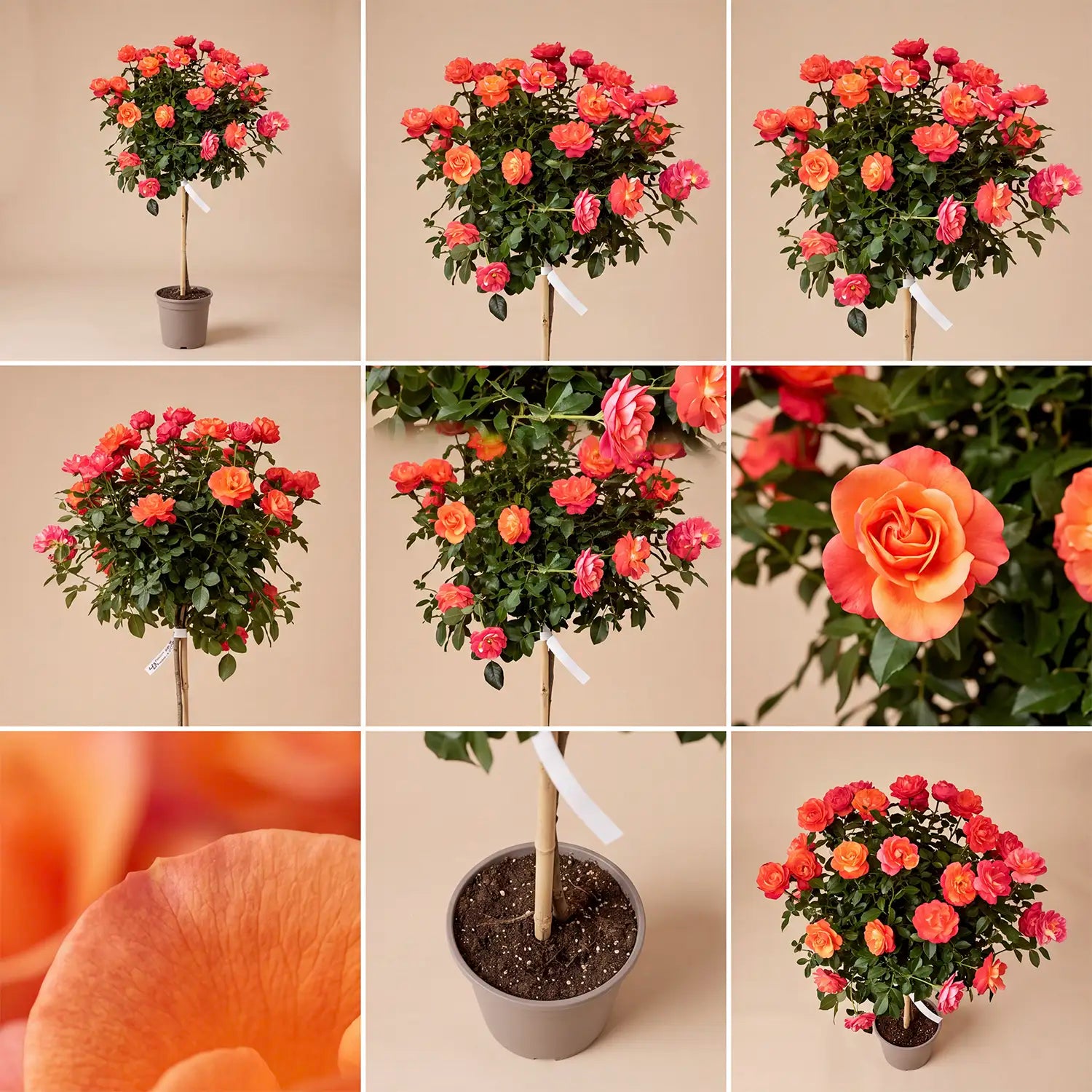 neuruppin-fontane-rose-hochstaemmchen-collage