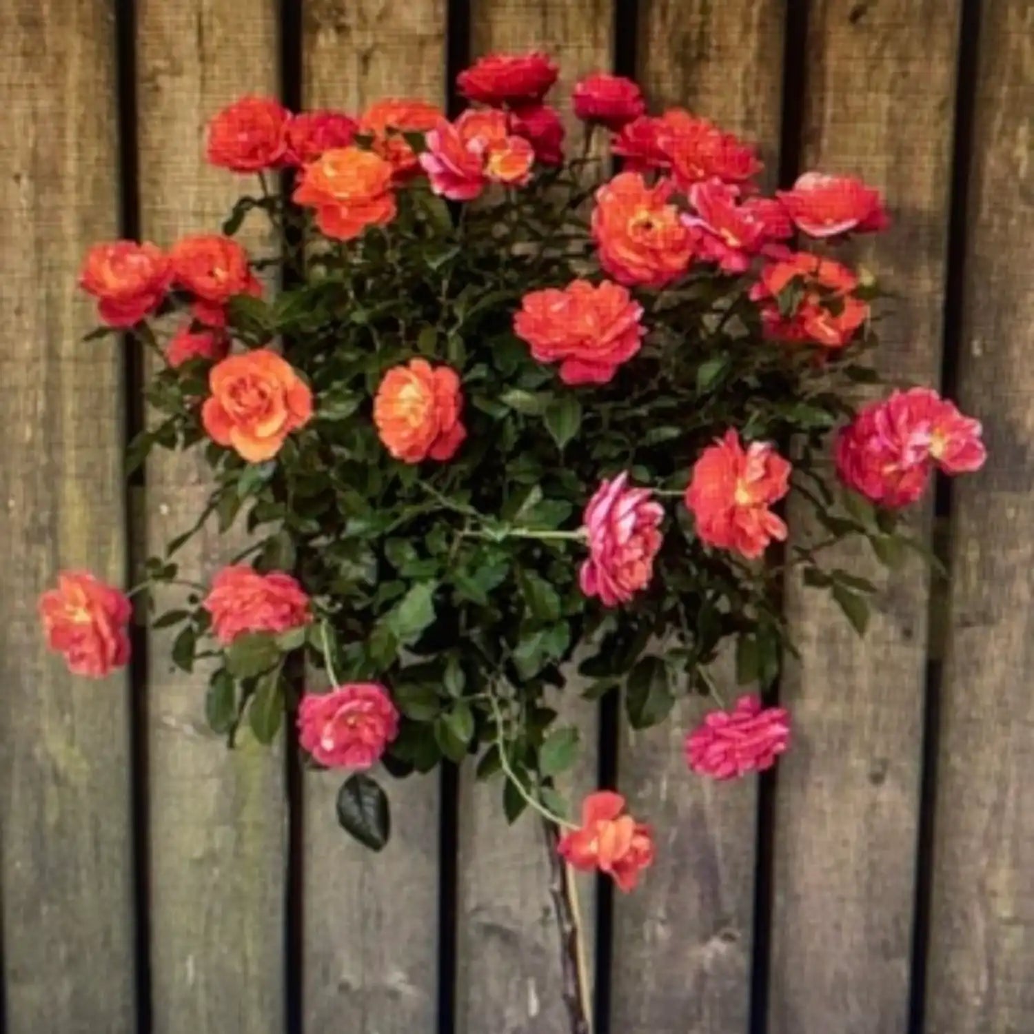 neuruppin-fontane-rose-hochstaemmchen
